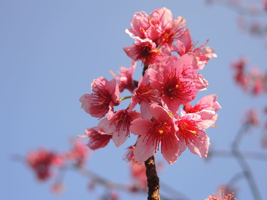 cherry blossoms, flower, pink, flowering plant, fragility, vulnerability HD wallpaper