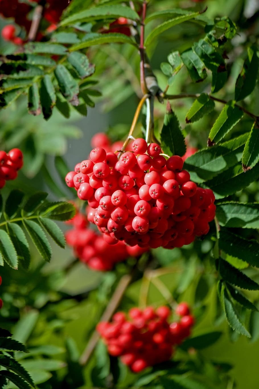 berry, berries, red, tree, hanging, close-up, beautiful, leaves HD wallpaper