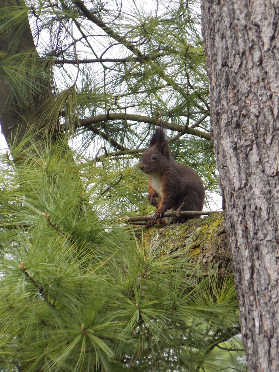 squirrel, nature, park, tree, plant, animal themes, mammal HD wallpaper
