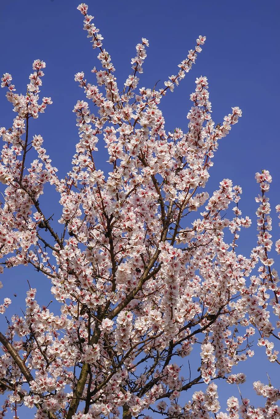 cherry blossom, tree, spring, flowering plant, low angle view HD wallpaper