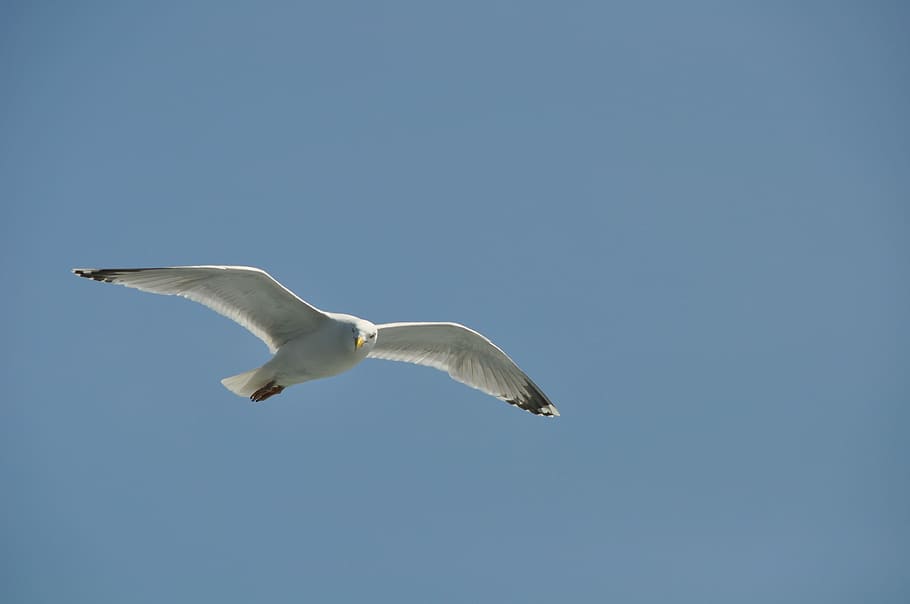 Seagull, Bird, Flight, Water, Air, Beach, lake, seevogel, coast HD wallpaper