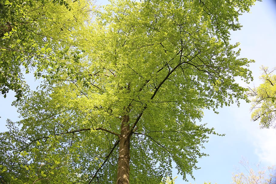 Верхушка дерева. Фото летние макушки деревьев. Aesthetic Green Crown Trees picture.