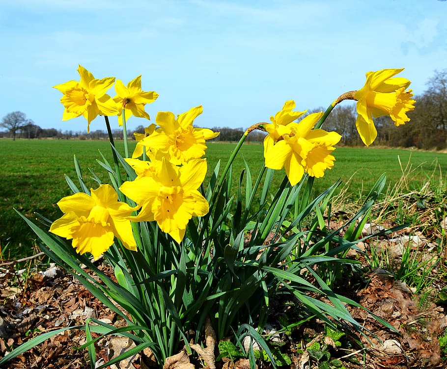 Daffodils, Yellow, Spring, osterglocken, nature, flower, springtime HD wallpaper