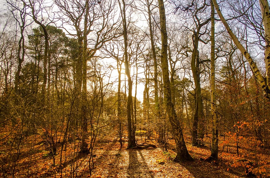 forest, growth, hiking, without leaf, lumber, industry, winter HD wallpaper