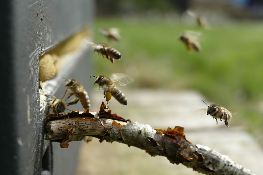 bee, beehive, pollen, insect, nature, animal world, invertebrate HD wallpaper