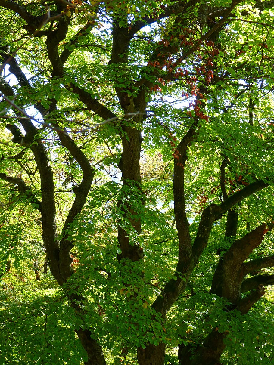 tree, aesthetic, branches, forest, tribe, book, beech wood HD wallpaper