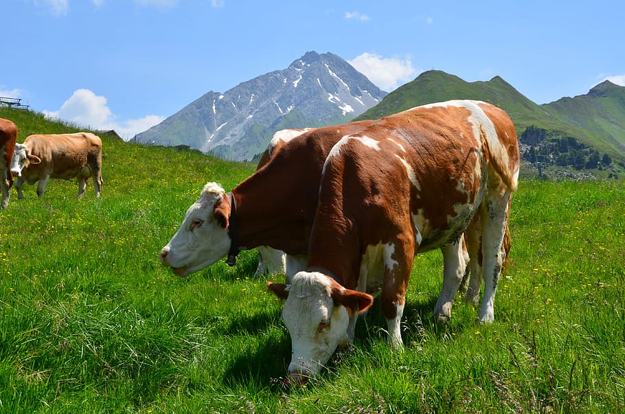 mountains, cows, alm, austria, alpine, zillertal, panorama, HD wallpaper