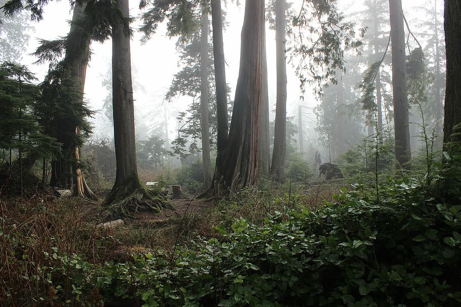 forest surrounded by fog at daytime, untitled, wilderness, tree HD wallpaper