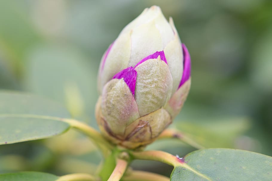 Flower, Bud, Floral, Blossom, Nature, plant, bloom, spring HD wallpaper