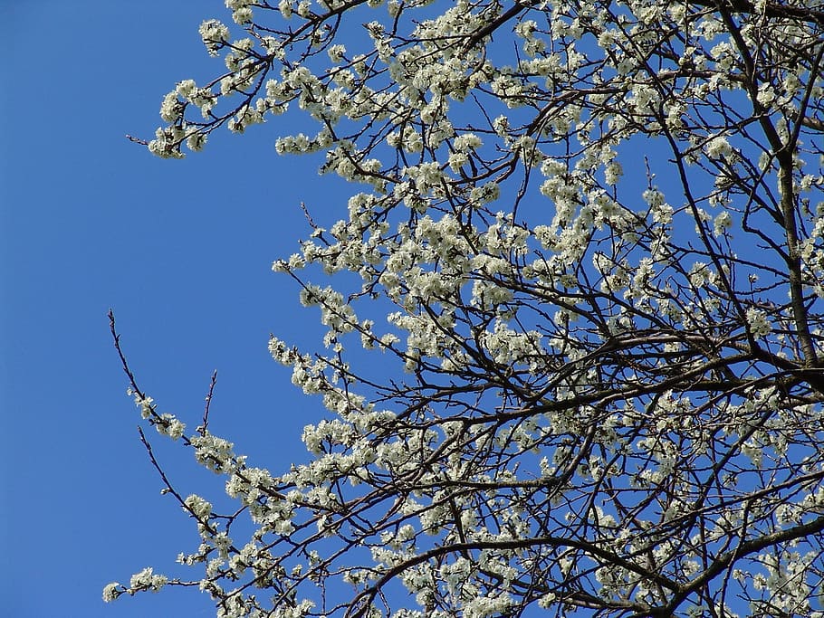 fruit tree, white, spring, flowers, blossom branches, bloom HD wallpaper