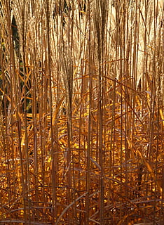 stalk, light, miscanthus, miscanthus sinensis, back light, licorice HD wallpaper