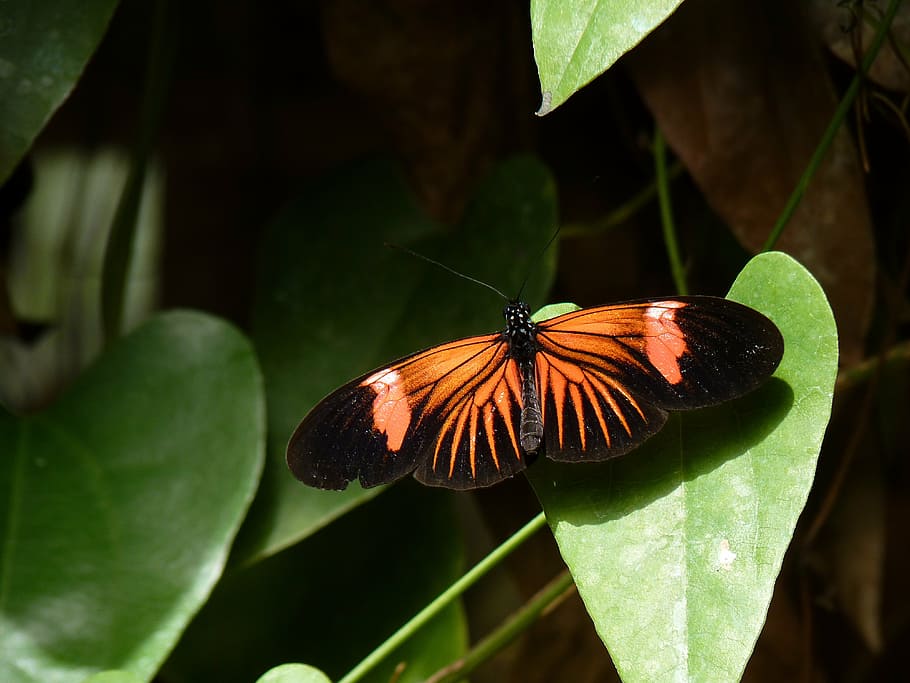 macro, leaf, butterfly, insect, wing, wildlife, bug, bright HD wallpaper