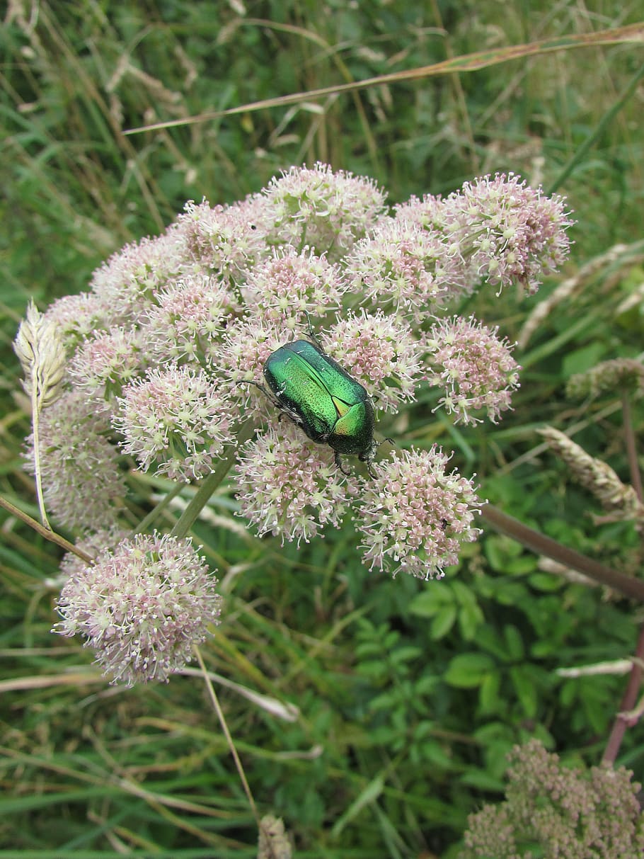 beetle, insect, iridescent green, flower, flowering plant, growth HD wallpaper