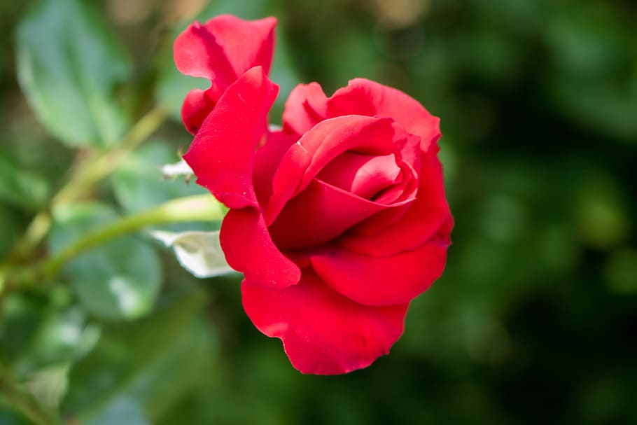 rose, red rose, flower, nature, love, valentine, floral, bloom HD wallpaper