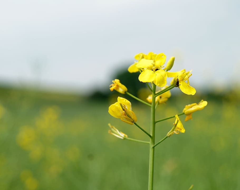 flower, nature, background, yellow, stengel, summer, beautiful flower HD wallpaper