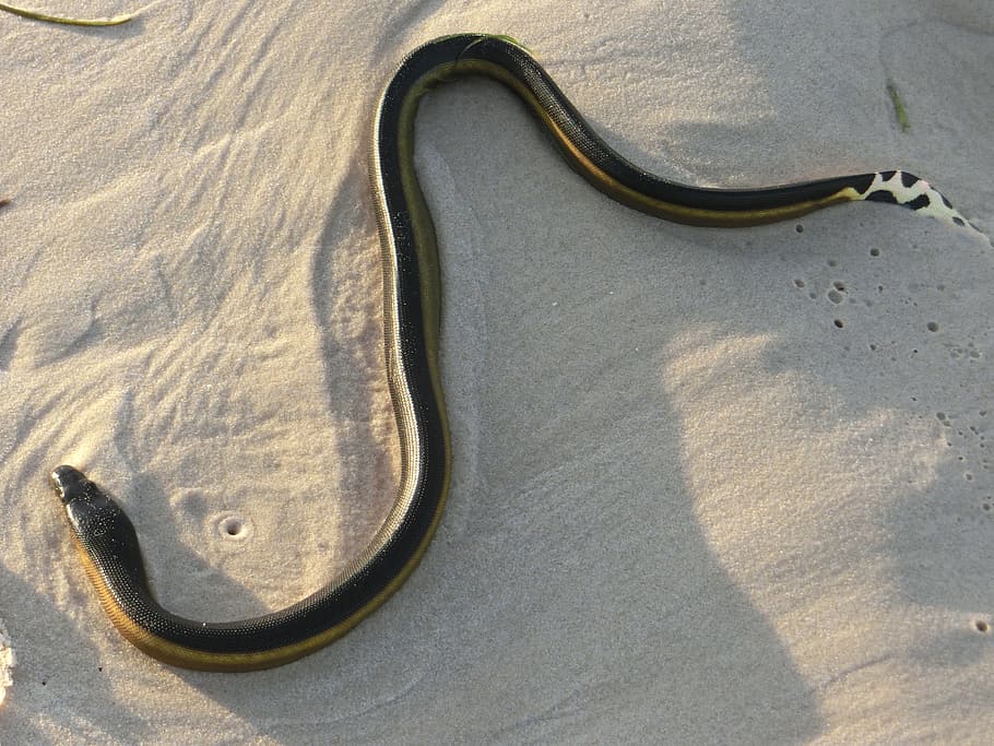 Sea-Snake, Venomous, Dangerous, Reptile, sand, no people, day, HD wallpaper