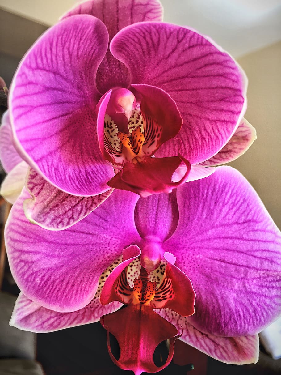 orchid, flower, tropical, flowering plant, beauty in nature HD wallpaper
