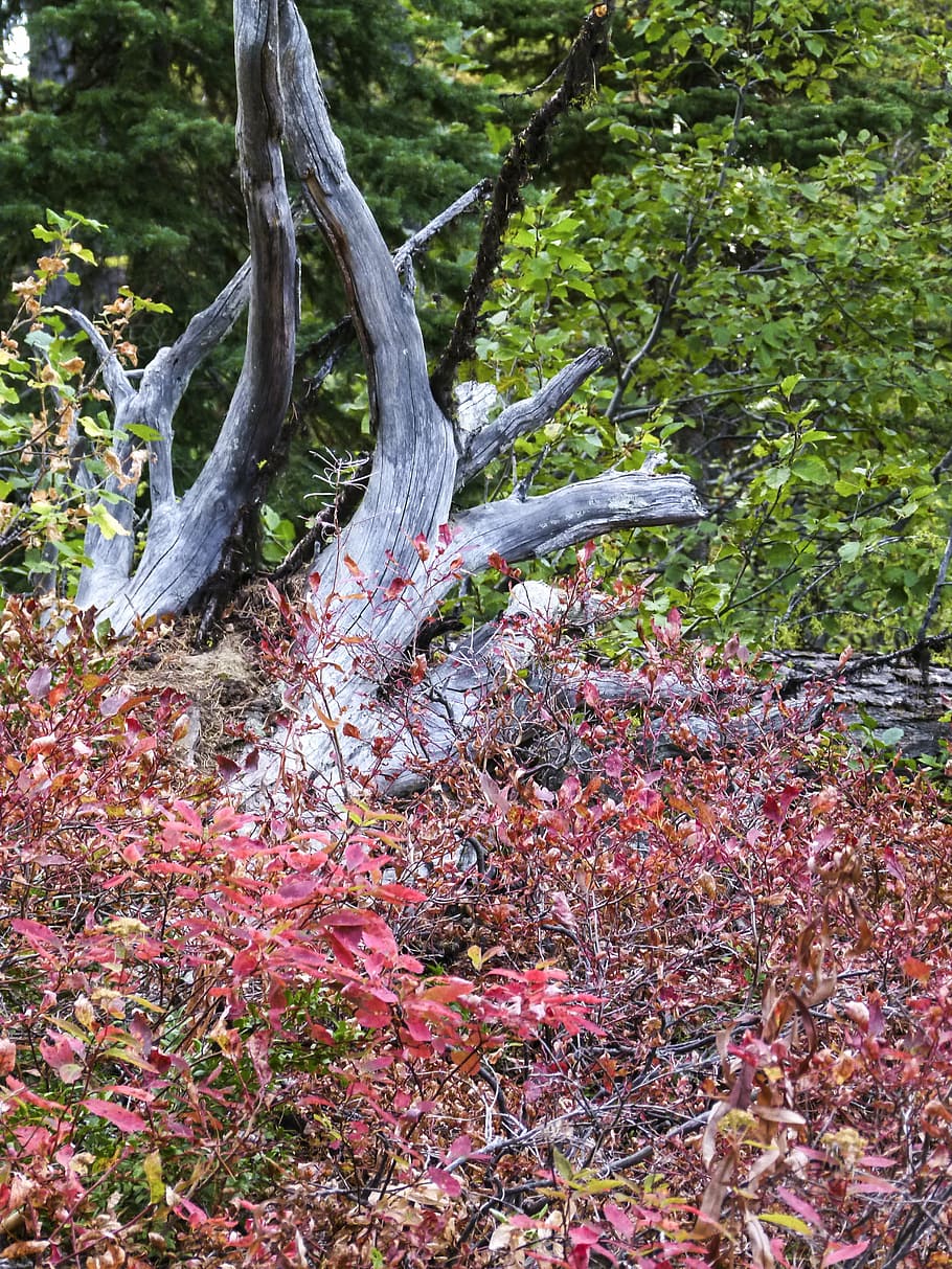 forest, dry tree, shrubs, red, nature, autumn, fall, foliage HD wallpaper