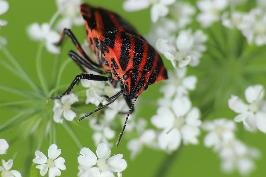 Bug, Strip, Insect, Forest, strip bug, mottled strip bug, blossom HD wallpaper