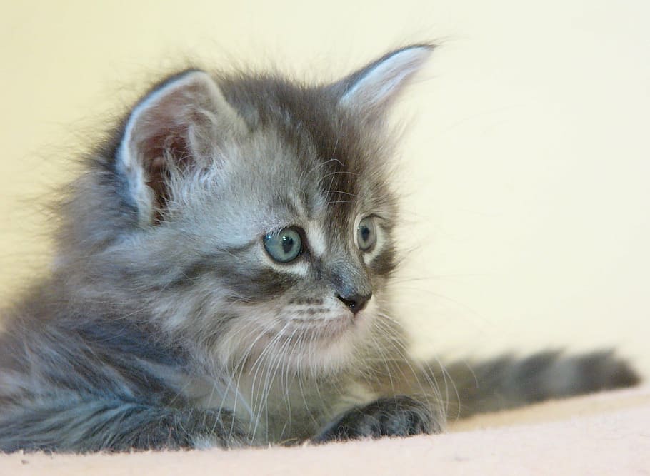 cat, small, silver, mammal, domestic, pets, animal, domestic animals HD wallpaper
