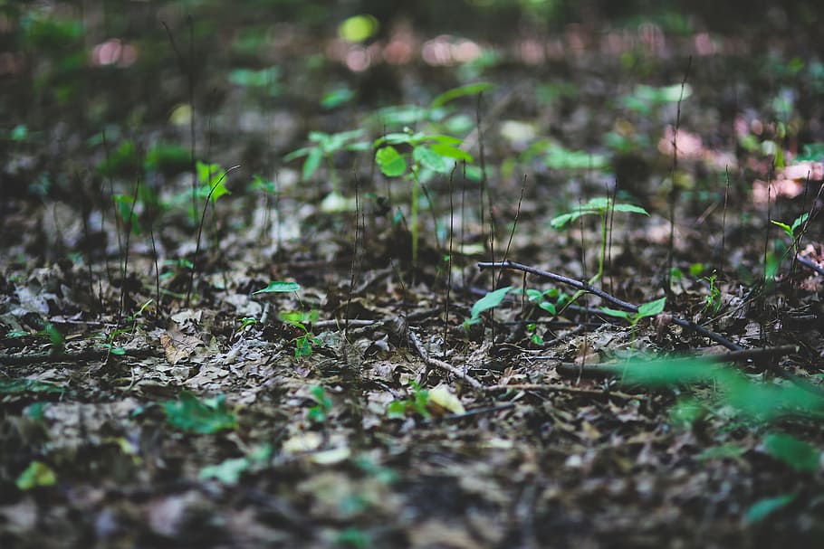 Young plants on litter, ball-shaped, environment, environmental HD wallpaper