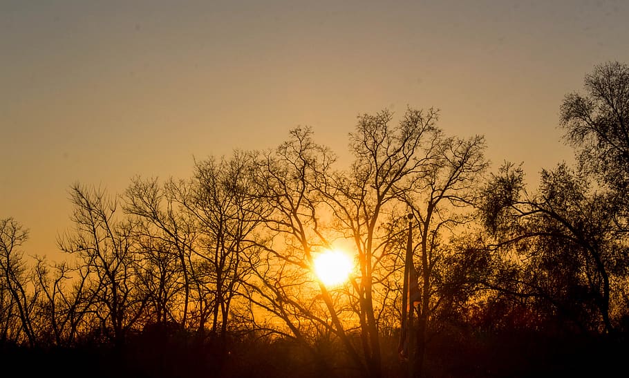 dawn, tree, nature, sunset, sky, plant, orange color, silhouette HD wallpaper