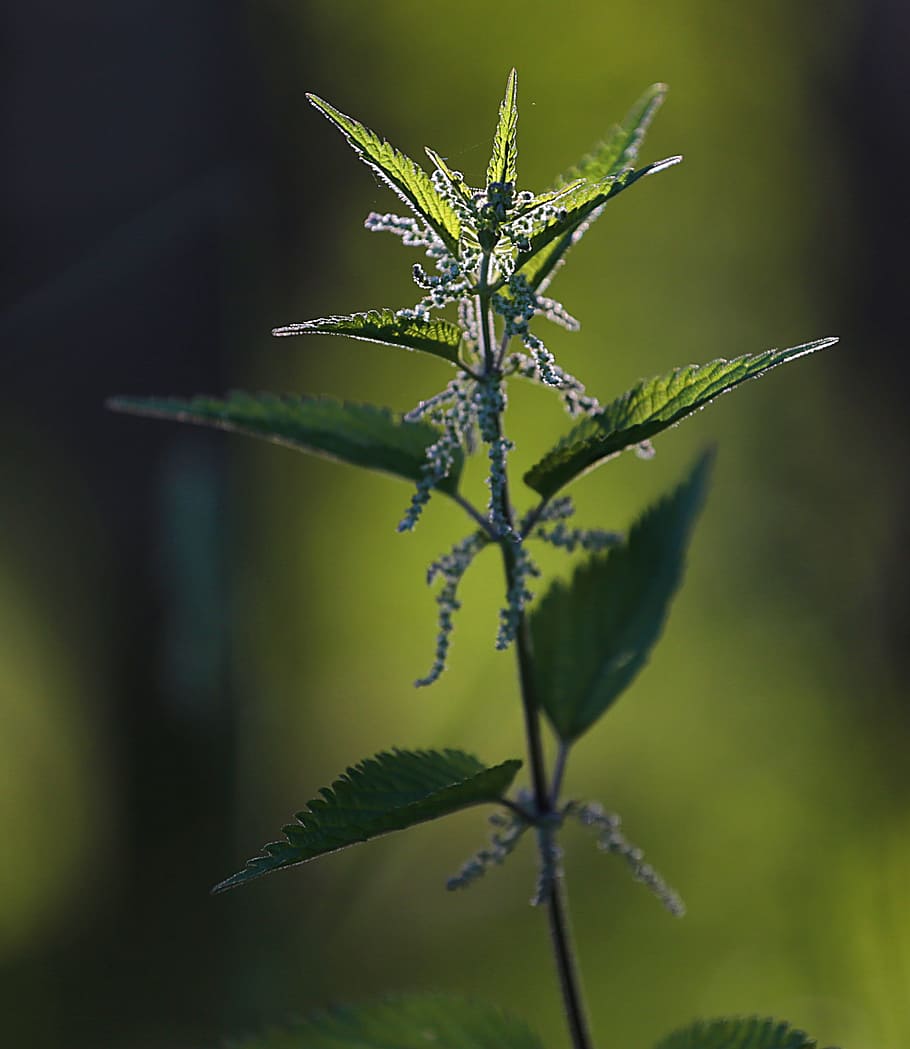 nettle, closeup, macro, summer, green, sheet, grass, green leaves HD wallpaper