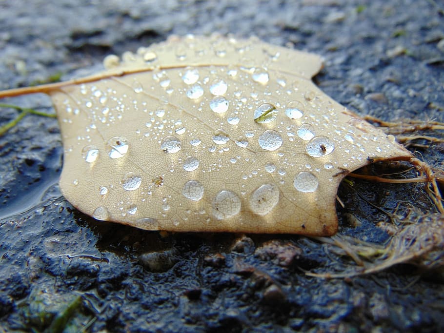Autumn, Fall, Leaf, Water, Drops, Macro, yellow, brown, grey HD wallpaper