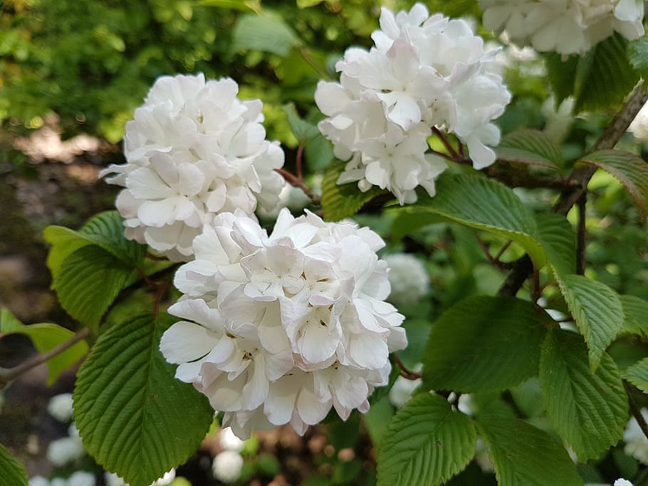flowers, spring, viburnum, white, flowering plant, beauty in nature HD wallpaper