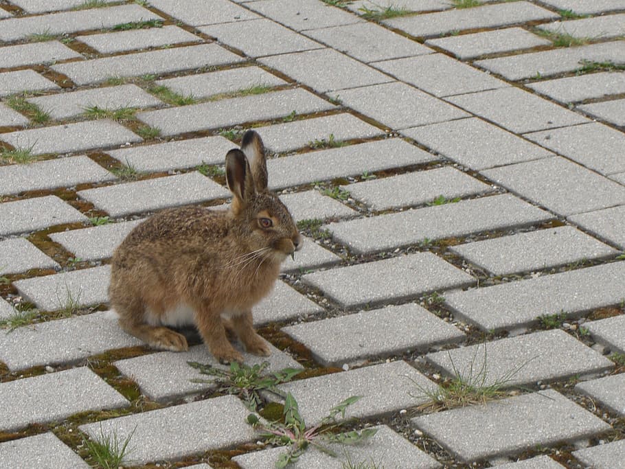 Hare, Parking, Food, animal, rabbit - Animal, pets, outdoors HD wallpaper