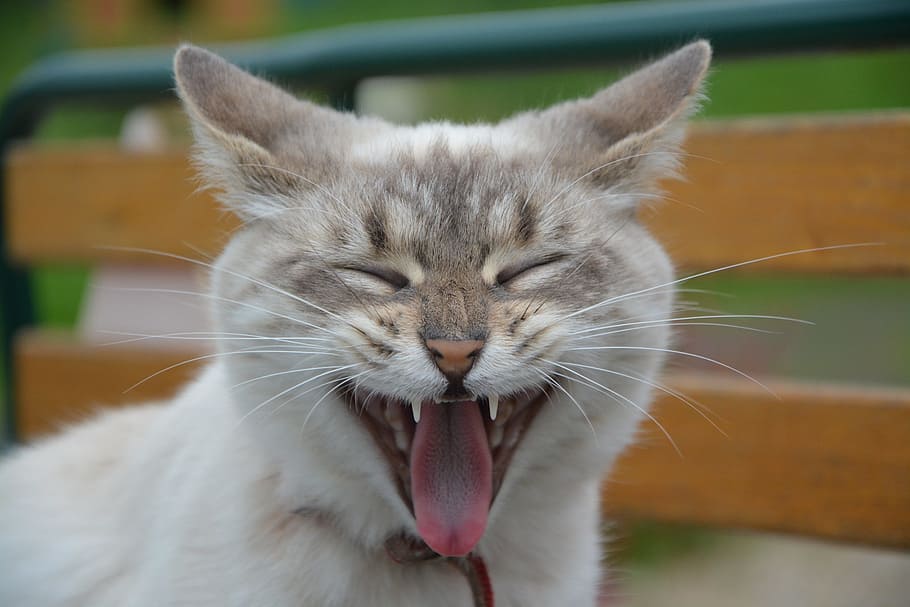 short-coated white smiling cat, kitten, yawning cat, language chat HD wallpaper