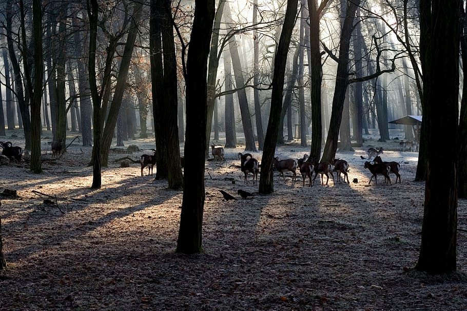 forest, light, mood, light beam, morgenstimmung, tree, tree trunk HD wallpaper