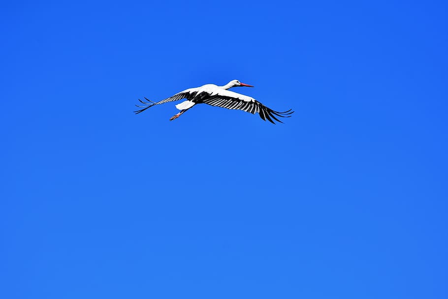 low angle photo of white stork flying under the blue sky, wing