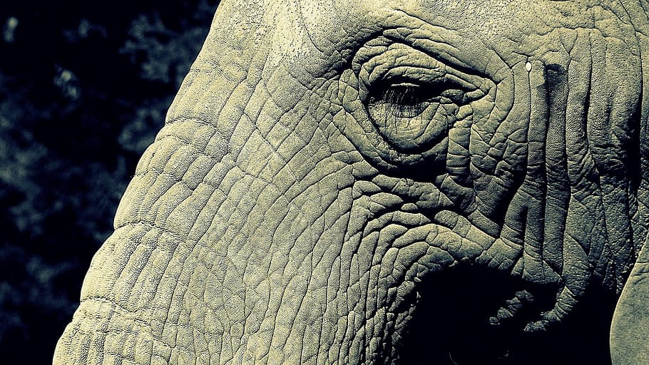 view of elephant left eye, trunk, pachyderm, wildlife, large HD wallpaper
