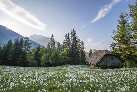brown hut surrounded by flowers, brown wooden house on green grass field during daytime photo HD wallpaper
