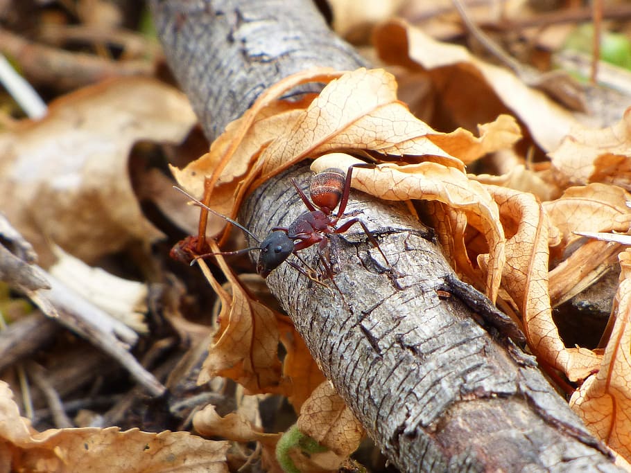 Ant, Detail, Trunk, Insect, Small, close-up, nature, tree trunk HD wallpaper