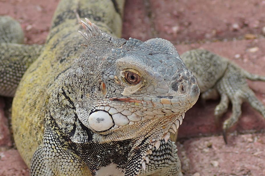 lizard, reptile, animal, close, dragon, animal themes, one animal HD wallpaper