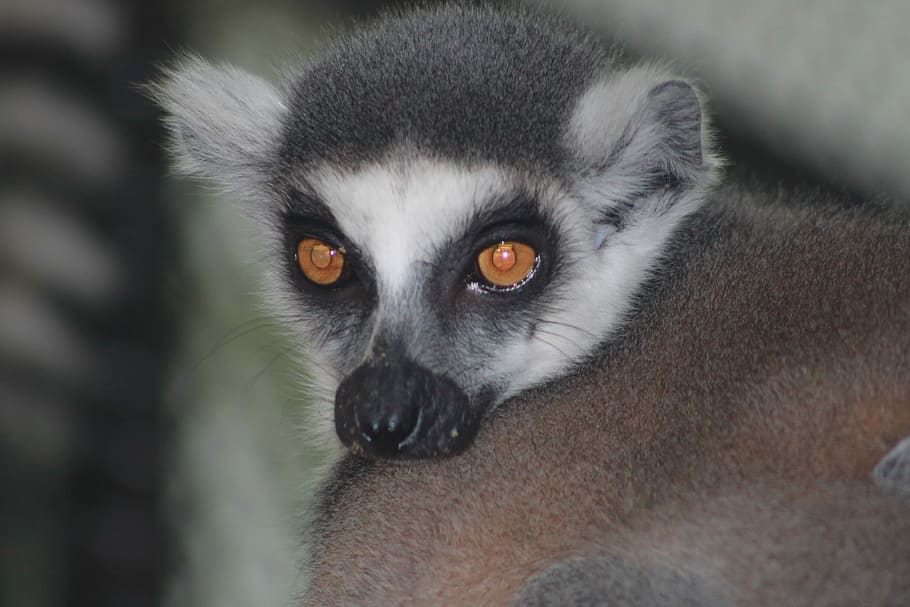 Maki, Lemur, Primates, Animal, catta, mammal, nature, ape, one animal HD wallpaper