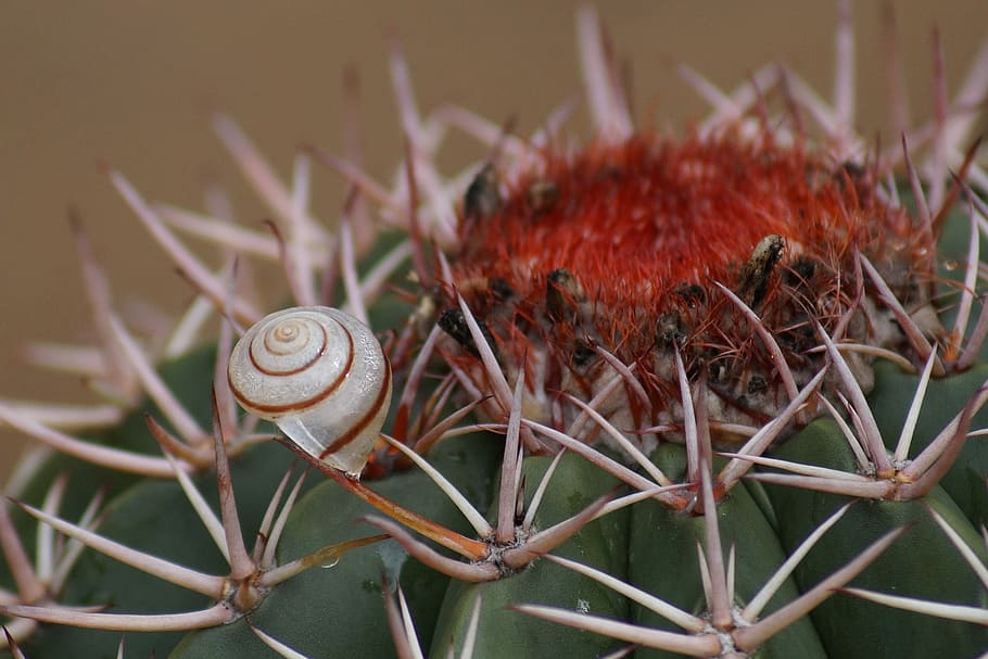 cactus, snail, prickly, nature, close-up, shell, mollusk, gastropod HD wallpaper