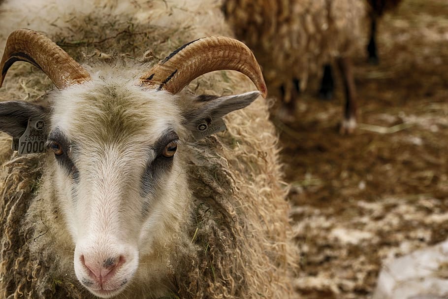 sheep, nature, animal, animal themes, mammal, one animal, domestic animals HD wallpaper