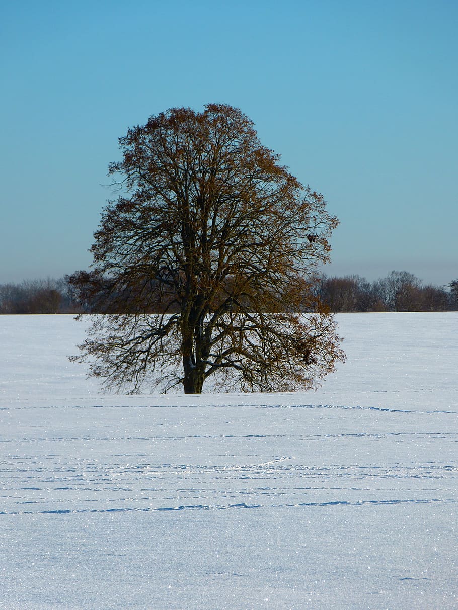 Tree, Linde, Winter, Snow, cold temperature, bare tree, blue HD wallpaper