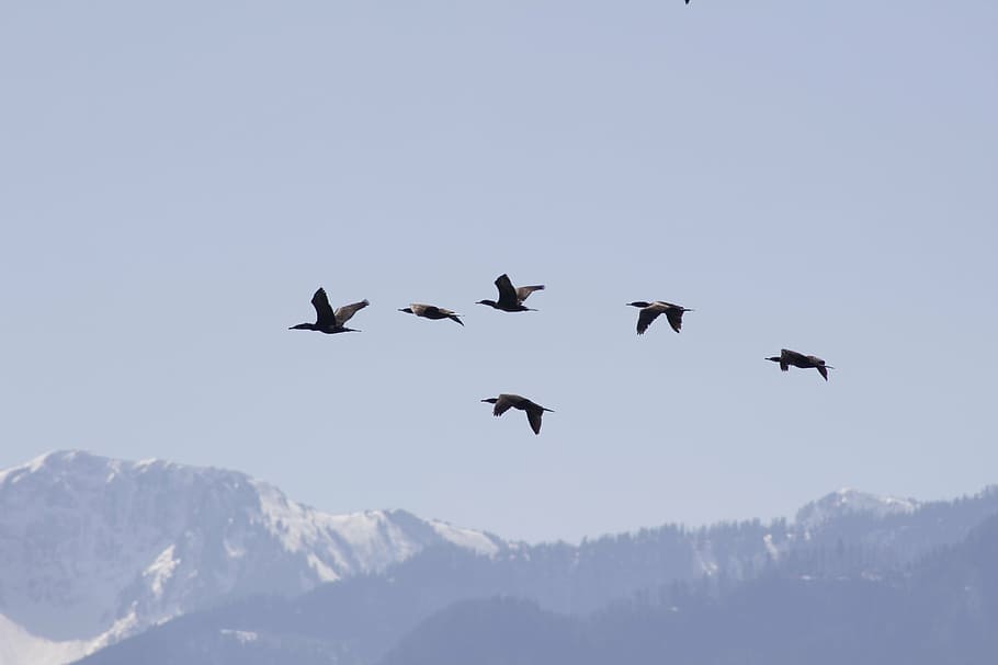 birds, migration, fly, sky, mountains, nature, flying, animals in the wild HD wallpaper