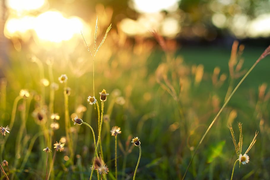 selective focus photography of black and green plants, sunshine HD wallpaper