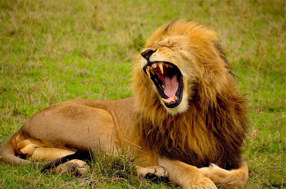 brown lion lying on green grass, mane, animal, roar, teeth, wild, HD wallpaper