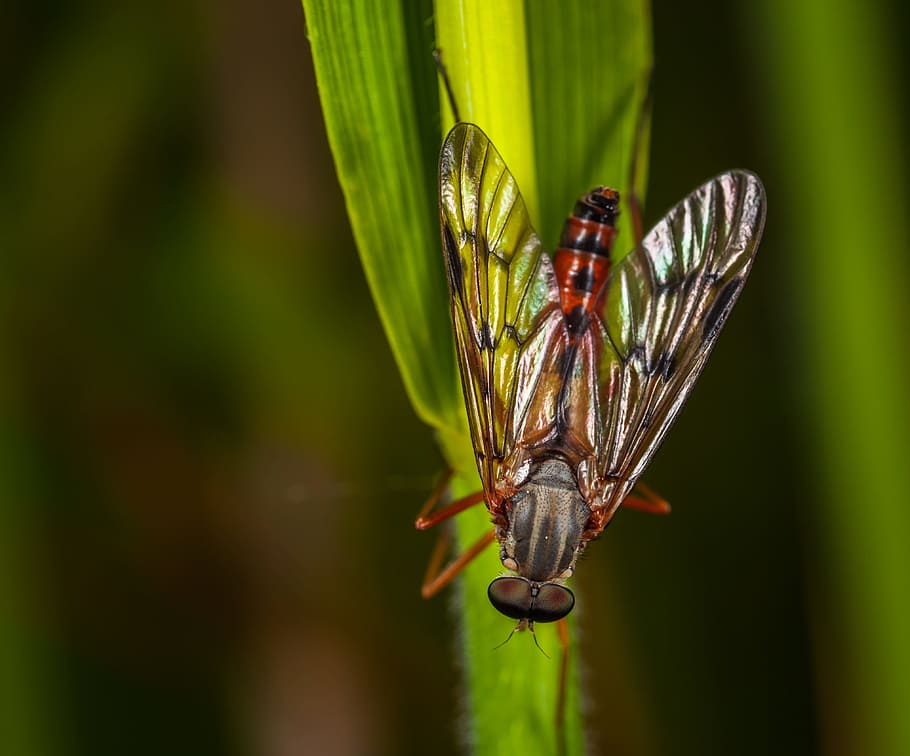 insect, fly, nature, no one, macro, animals in the wild, animal themes HD wallpaper