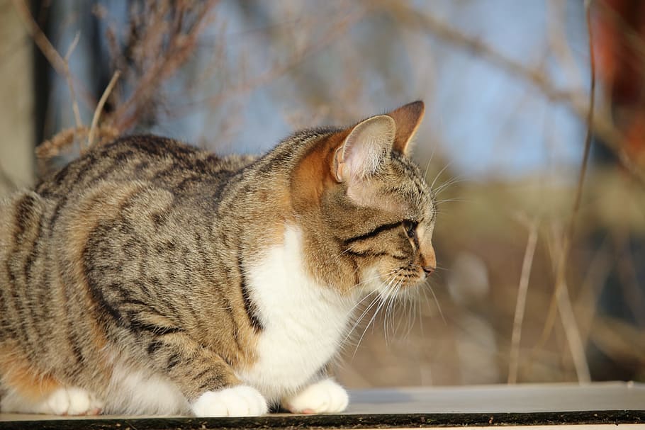 cat, kitten, young cat, mackerel, grass, domestic cat, mieze HD wallpaper