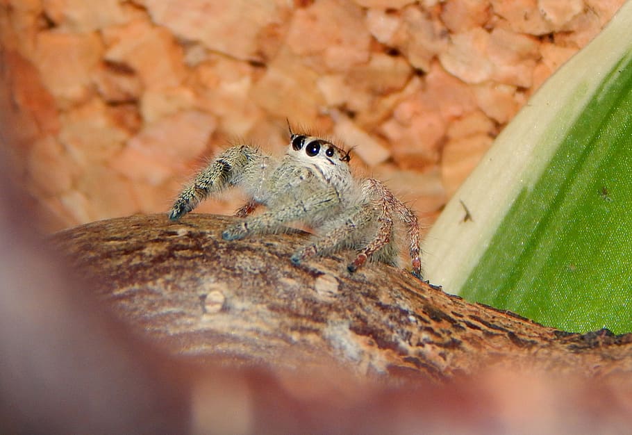 jumping spider, animal, web spider, animal themes, animal wildlife HD wallpaper