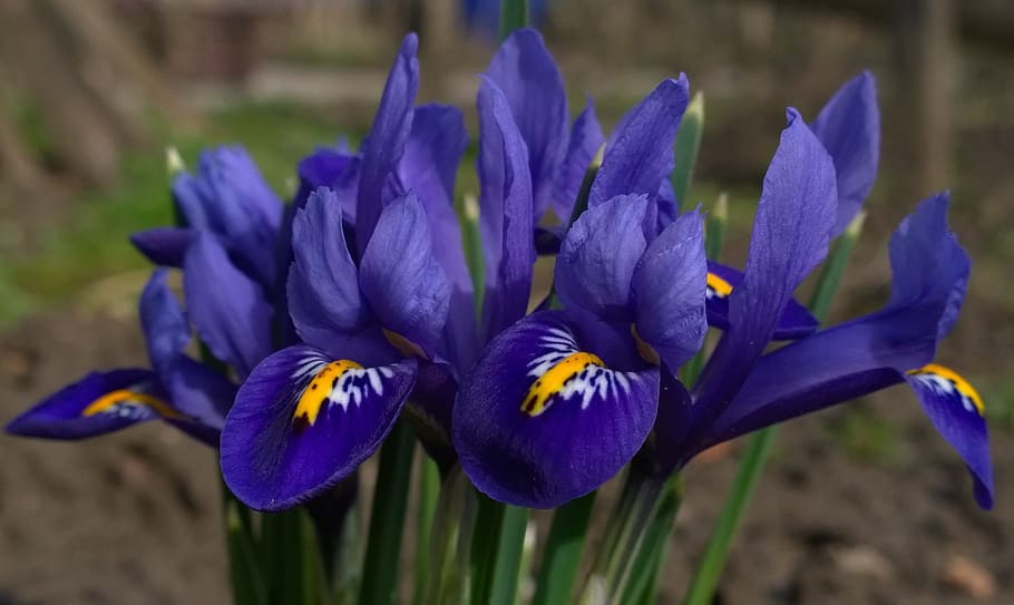Spring, Crocus, Flower, Purple, crocus flower, nature, plant HD wallpaper
