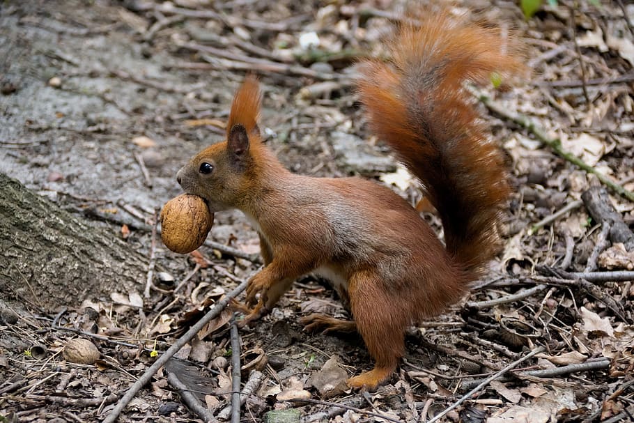 brown squirrel biting nut during daytime, animal, the squirrel, HD wallpaper