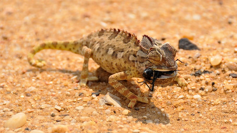 brown chameleon, africa, namibia, landscape, namib desert, dunes, HD wallpaper